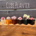 期間限定　モニター価格　渋めカワイイ　キューブプランター　ウッドプランター　多肉植物付き　木製鉢