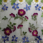 押し花素材 マトリカリア 極ミニバラ小花セット　　💐