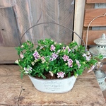 八重咲き♡カリブラコア！チェリーフリル【秋まで咲き続けます】ボリュームたっぷり可愛いお花！手付きホワイト系ブリキ鉢