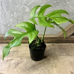 観葉植物　姫モンステラ