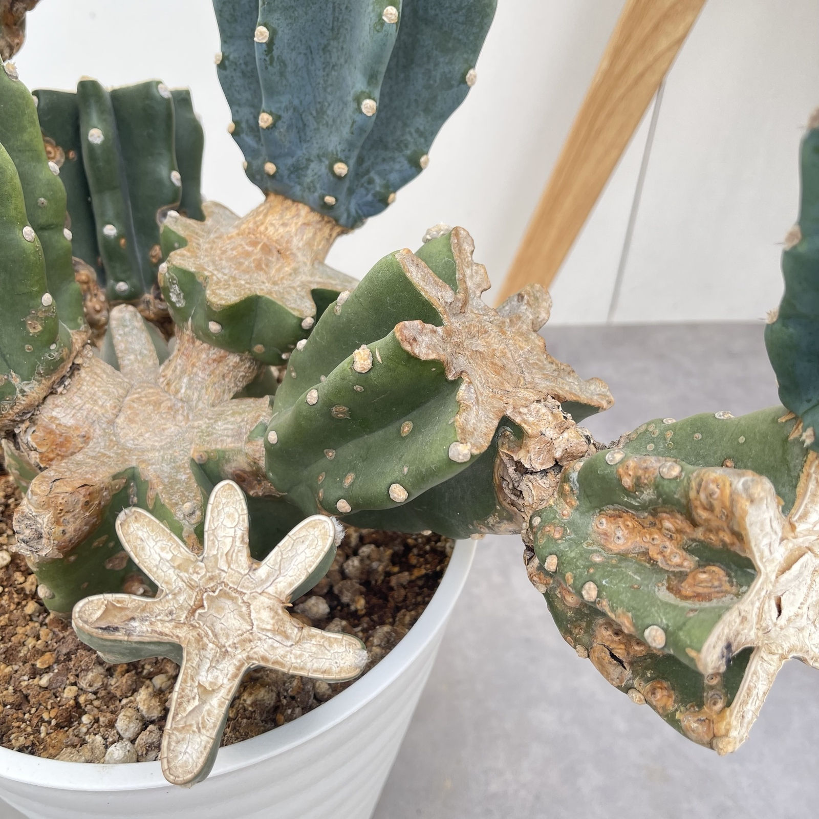 柱サボテン ブランチ 1【現品】観葉植物 室内 ドライガーデン 大型