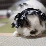メイドさん風　うさぎ用ヘッドドレス