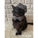 ツイード超ネクタイ、猫ちゃんの首輪