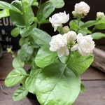 ジェイド♡ジャスミン♡八重咲き♡茉莉花♡