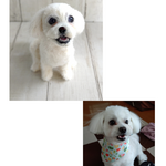 羊毛フェルト　うちの子　愛犬オーダー
