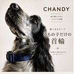 新作‼️ 犬の首輪　色組み合わせ出来ます