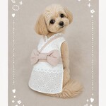 犬服　犬浴衣　犬着物　女の子用浴衣　ペット服　夏用犬服　レース浴衣　ホワイトレース＆リボン　小型犬用