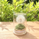 手のひら綿毛✳︎ドライフラワー綿毛✳︎プチギフト、プレゼントにも✳︎ボトルフラワー✳︎蒲公英✳︎たんぽぽの綿毛のドライフラワーフラワーボトル