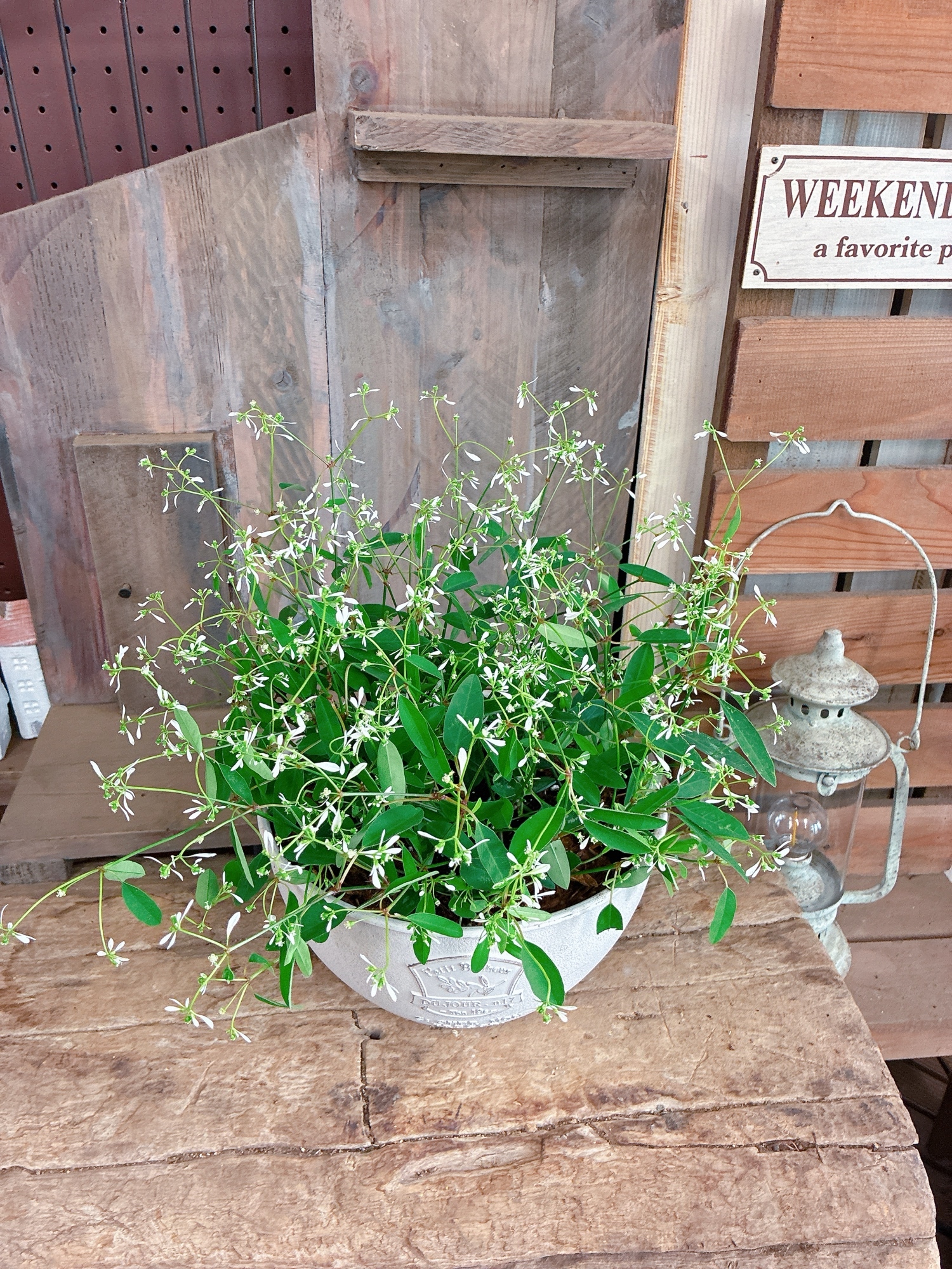 現品SALE♡【オリーブの木】陶器鉢！♡ワイヤープランツ2種類寄せ植え
