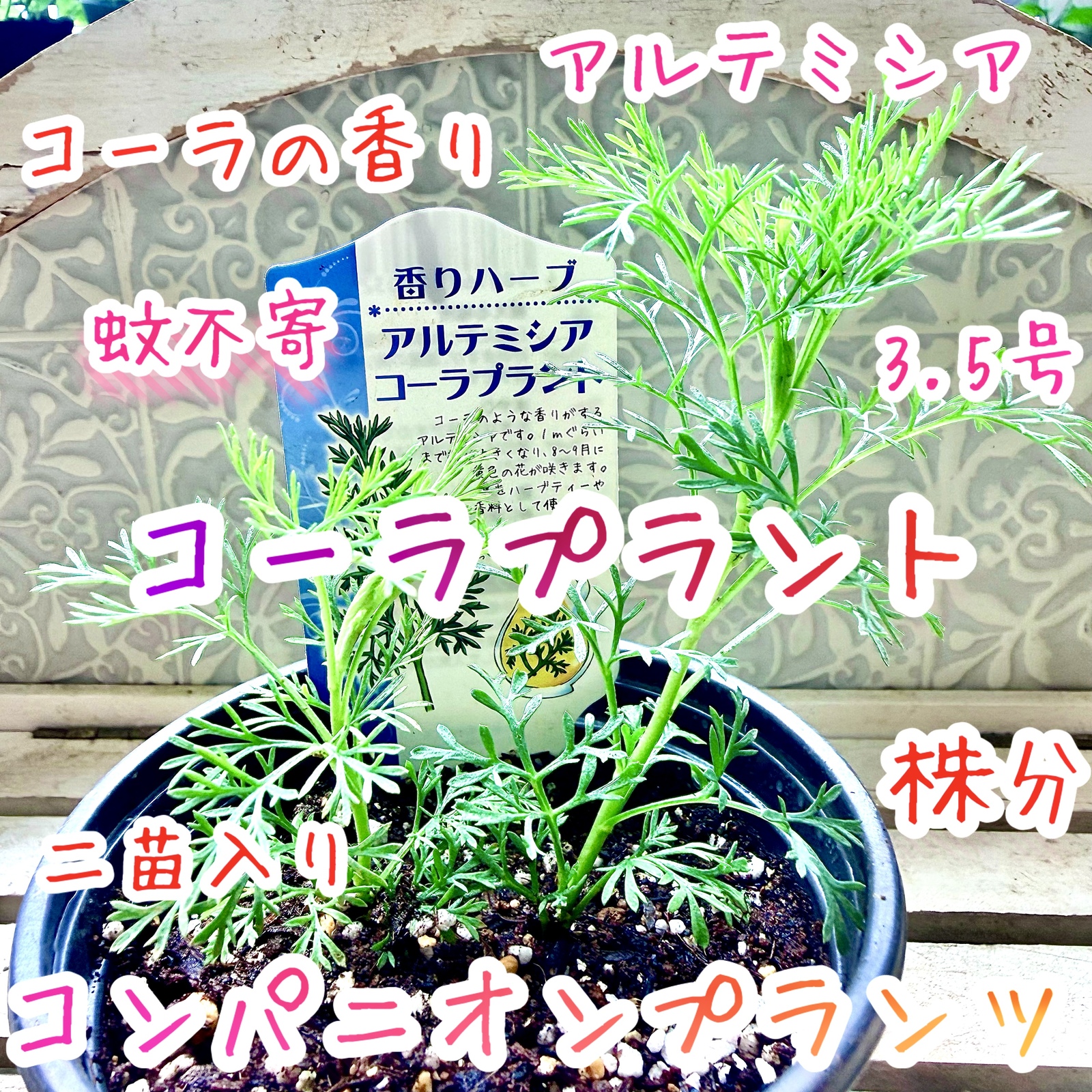 八重咲きローマン 苗 ダブルフラワーカモミール 2苗 カモミール ハーブ