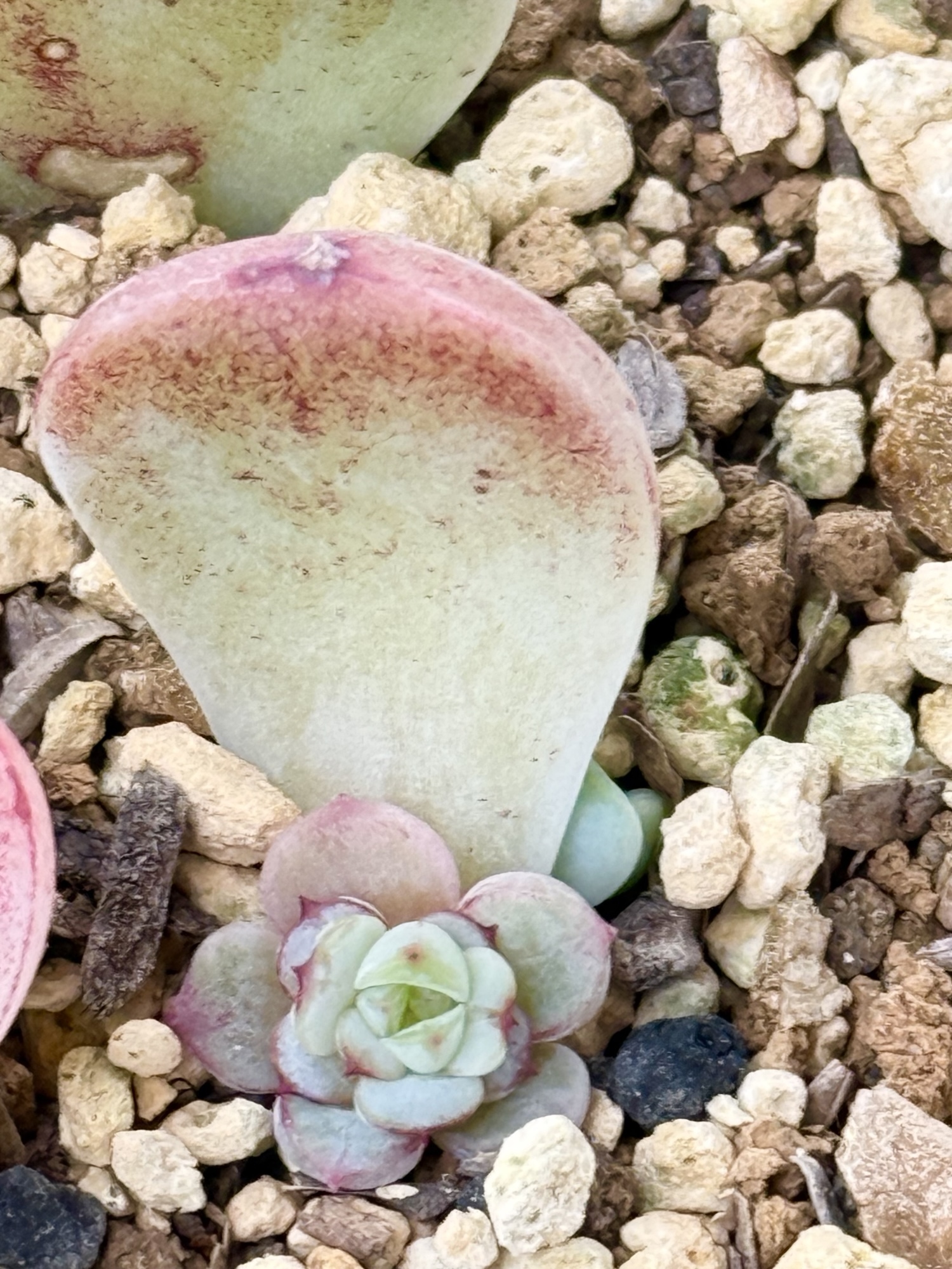多肉植物＊セダム＊ちまちま寄せ植え用＊品種増殖用＊10種類15カット