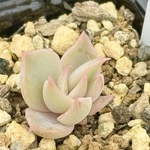 リラシナ×アガボイデス＊多肉植物＊抜き苗