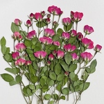 🍀ミニバラリトルウッツ20本〜押し花素材