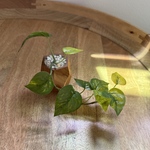 ■本物そっくり枯れない観葉植物 ■ ポトス ミニ フェイクグリーン 葉 鉢 人気 造花