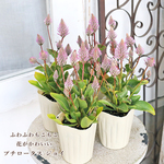 🌷花苗 プティロータス ジョーイ 3.5号ポット 多年草 秋まで咲く 丈夫 ピンク🌷