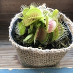 ハエトリ草♡大人気♡助かる♡食虫植物♡観葉植物♡インテリア