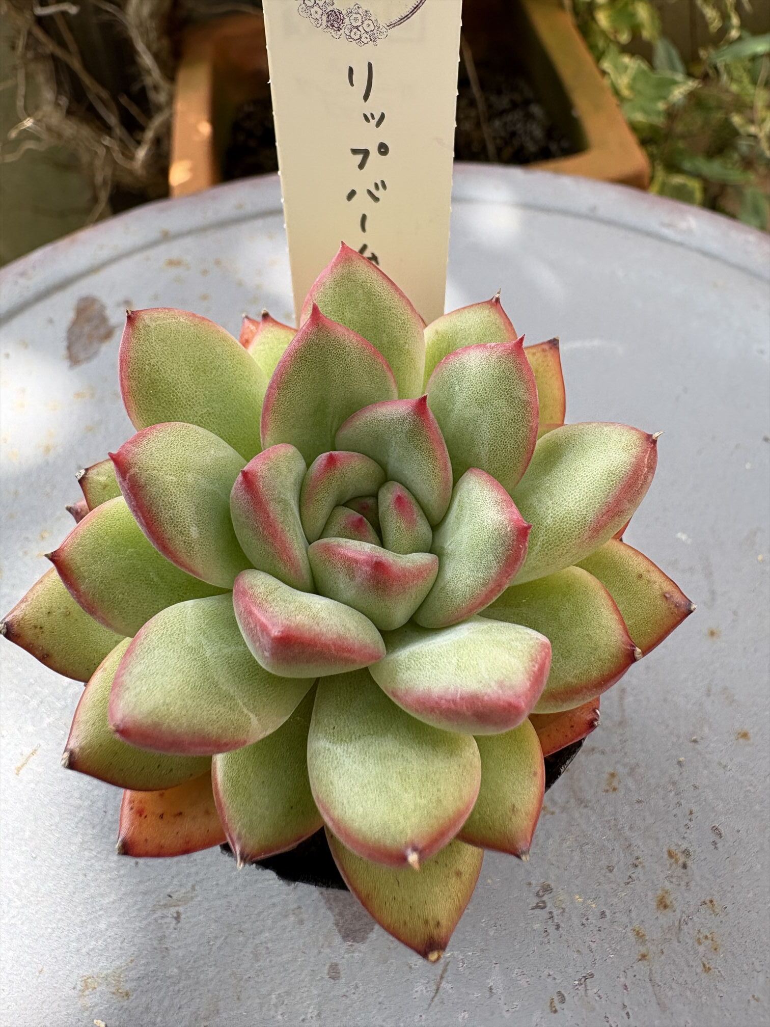 Top【選抜株】多肉植物　360090ラブチューン　10個　鉢無し/脱土 ラブチューン 1ヶ＊カット苗・韓国苗・多肉植物 - ANSGARDEN'S GALLERY