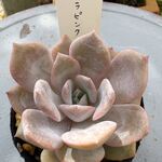 セラピンク＊土つき苗・多肉植物