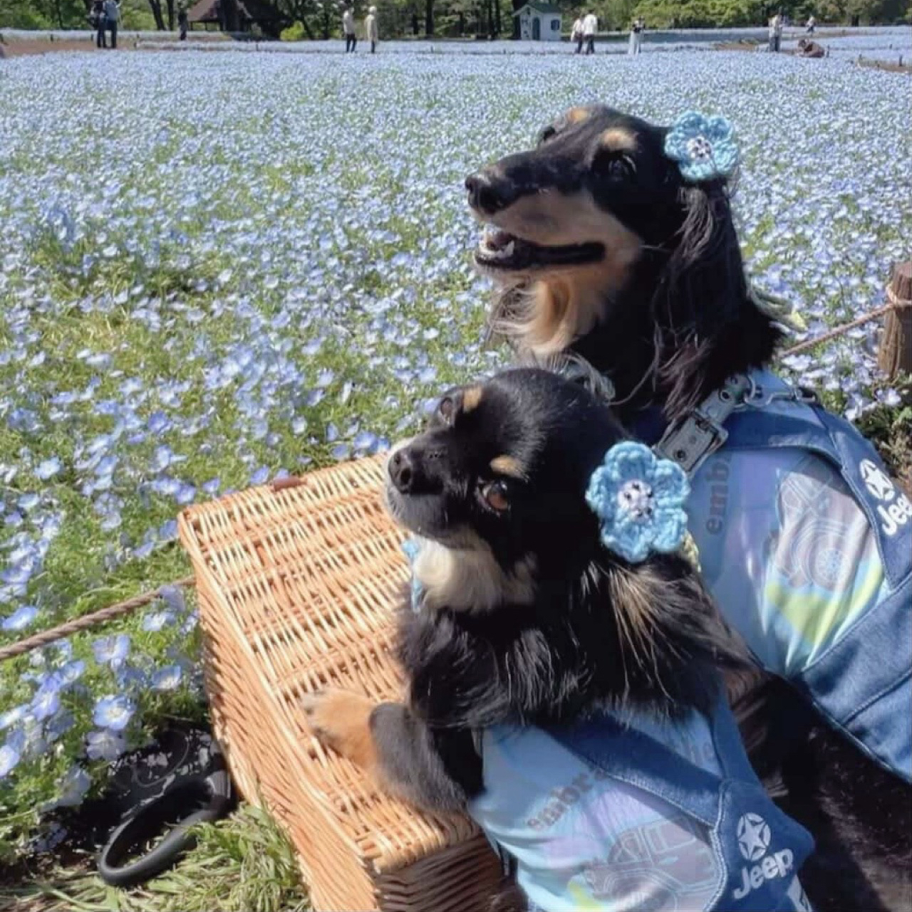 ネモフィラ クリップ ♡ ヘッドドレス 花冠 犬 猫 ペット 花 冠 水色