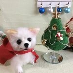 チワワのクリスマス