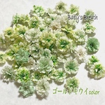キュートなかすみ草ドライフラワー ゴールドキウイcolor／レジン封入、アクセサリーなどに