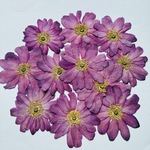 【在庫処分】押し花 秋明菊 10輪