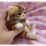 machikan 様御予約品やさしいコネコsp14