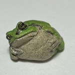 ごろ寝アマガエル