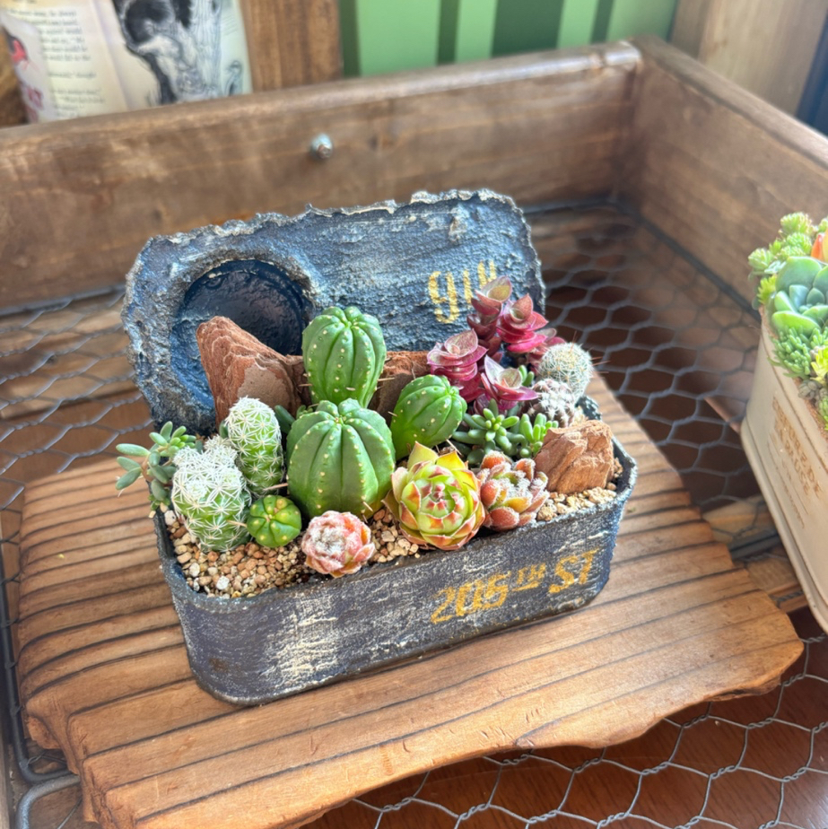 多肉植物 寄せ植え そのまま飾りながら育てる アレンジ おうち