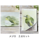 メジロ　【原画】