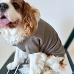 【接触冷感】プレミアムTシャツ グレージュ｜犬服｜小型犬｜中型犬｜シンプル｜夏服|大型犬