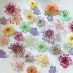 染色アリッサム❤️ドライフラワー ミント･ラベンダー･オレンジcolor ／レジン封入などに 小花アクセサリーガラスドームなどに