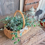 おしゃれアイビー！【ナチュラルグリーン】ステキなカゴ寄せ植え！ヘデラミニシルバーティカ♡
