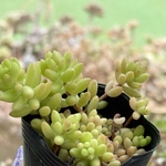 玉つづり＊多肉植物＊ポットごと