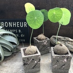 超希少♡【塊根のみ】ステファニア♡エレクタ♡塊根植物♡