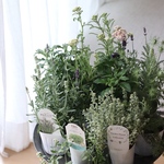 香り広がるハーブ花苗セット