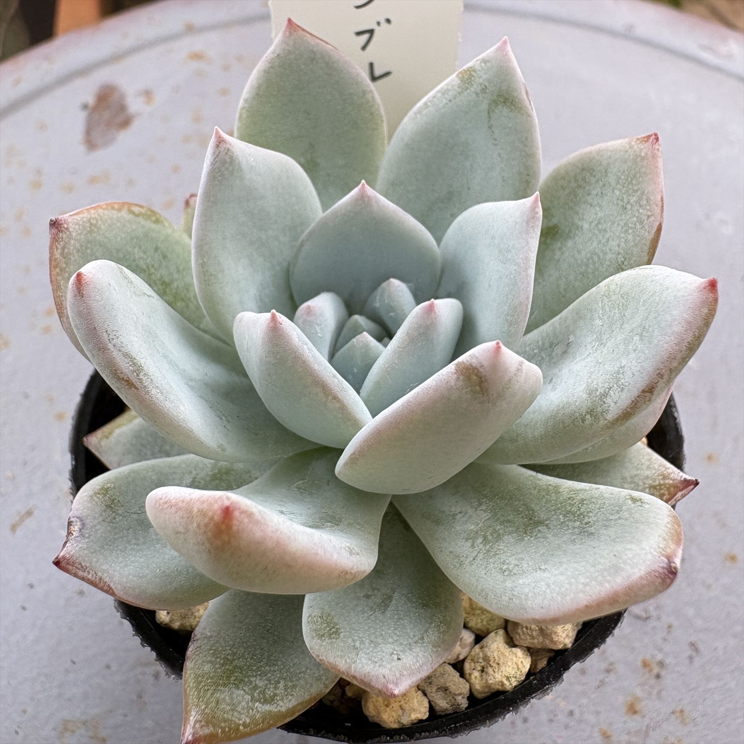 ピンクバタフライ＊土つき苗・多肉植物 - ANSGARDEN'S GALLERY | minne