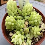 玉つづり　個体差有り＊土つき苗・多肉植物