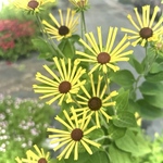 細い花弁★ ルドベキア　リトルヘンリー