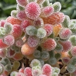 新入荷　ドロサンテマム　アイスクリスタル　メセン　多肉植物　1苗　鉢5.3cm