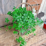 現品！おしゃれ植物♡【シュガーバイン】可愛い葉っぱのアイビーかご寄せ植え♪ナチュラルグリーン
