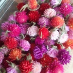 ドライフラワー  千日紅  ミックス  100個