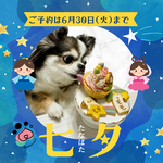 わんわんカップケーキ・七夕セット