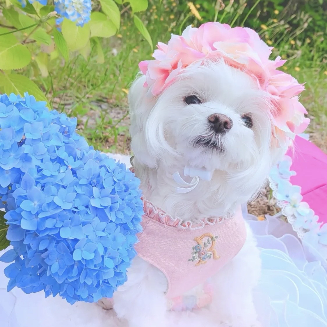 短毛シュシュ、和風夏浴衣(ピンク紫陽花)わんちゃん猫ちゃん用 在庫限り】紫陽花 花冠 淡い ピンク ♡ 紫陽花アフロ カチューシャ