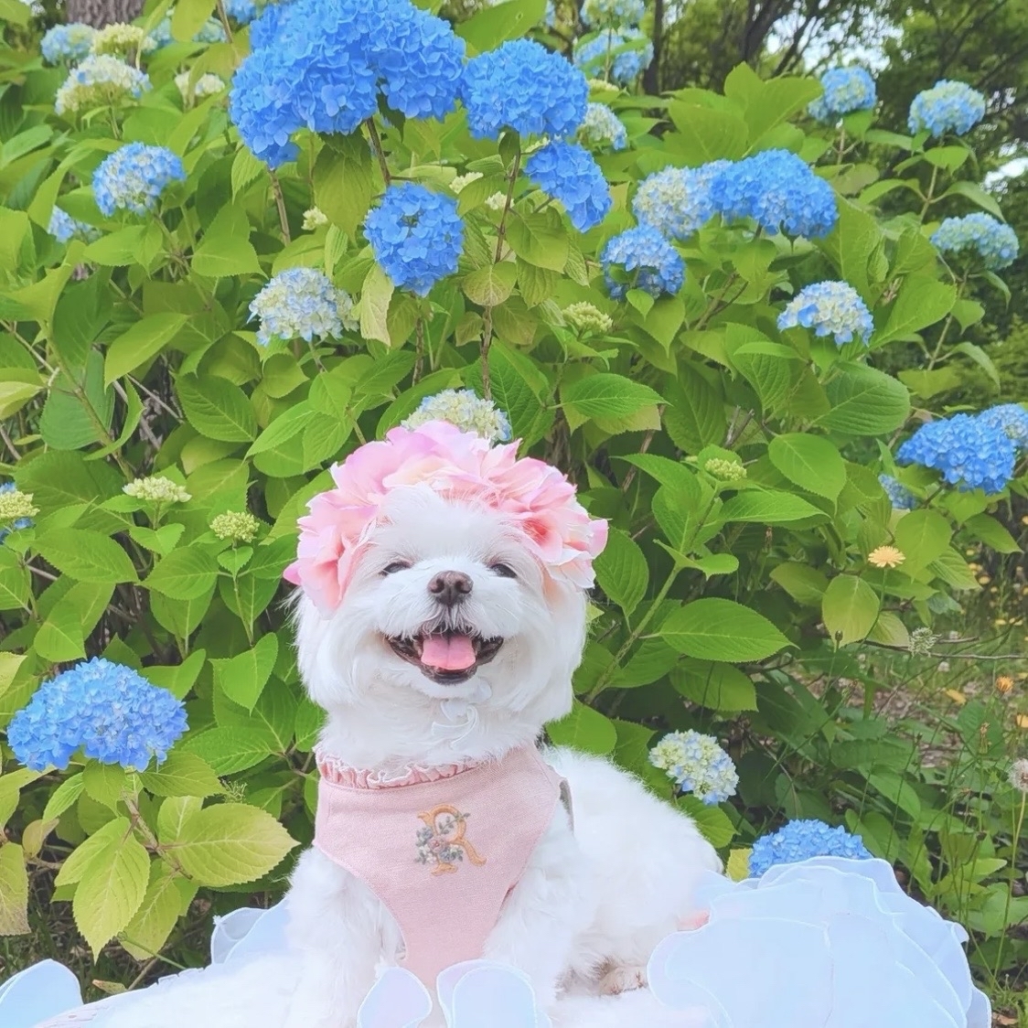 在庫限り】紫陽花 花冠 淡い ピンク ♡ 紫陽花アフロ カチューシャ