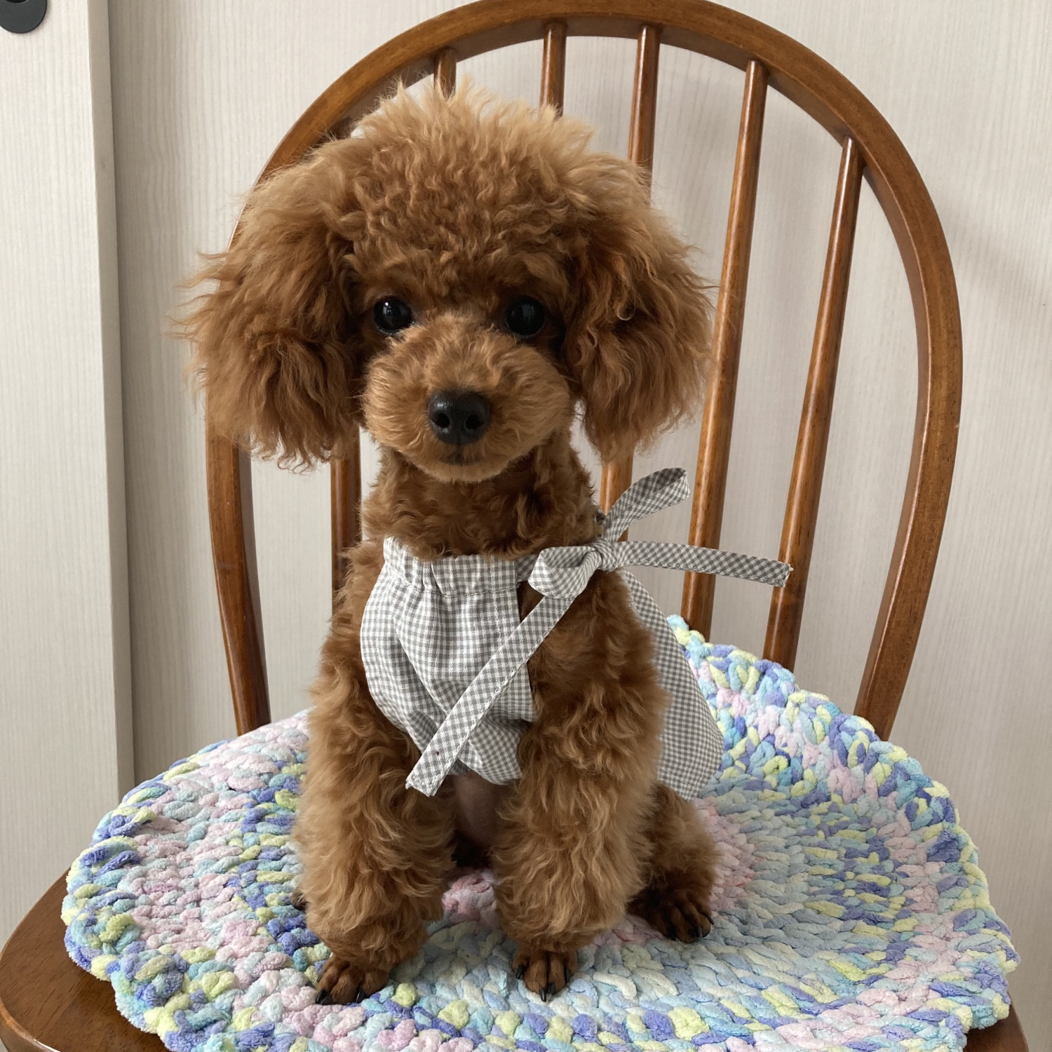 犬服 Libertyフリルブラウス - CARINO | minne byGMOペパボ 国内最大級