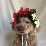 ハイビスカスとプルメリアの花かんむり＆チョーカー＆カチューシャ　