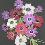 🍀アネモネフルゲンス13本セット〜押し花素材