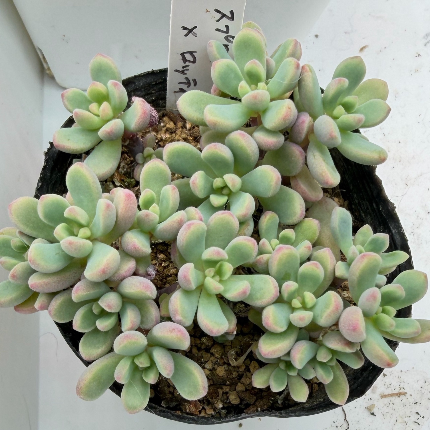 ピンクラバー 多肉植物 カット苗 大人気 ピンクディオラ 熟成株 カット苗 エケベリア 多肉植物 - 小さな