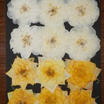 押し花商品【バラ】